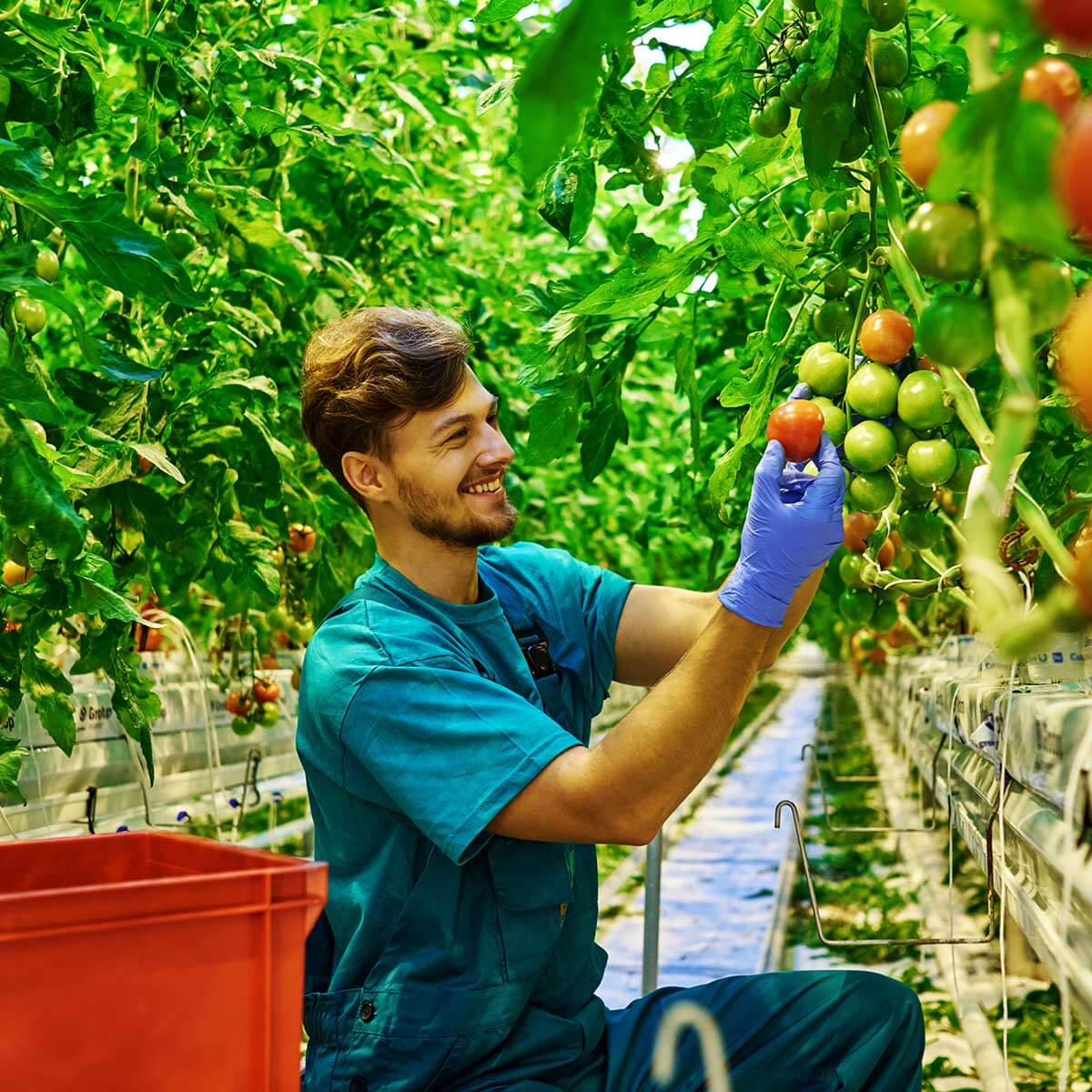 Man checking tomatoes