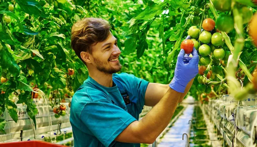 Man checking tomatoes