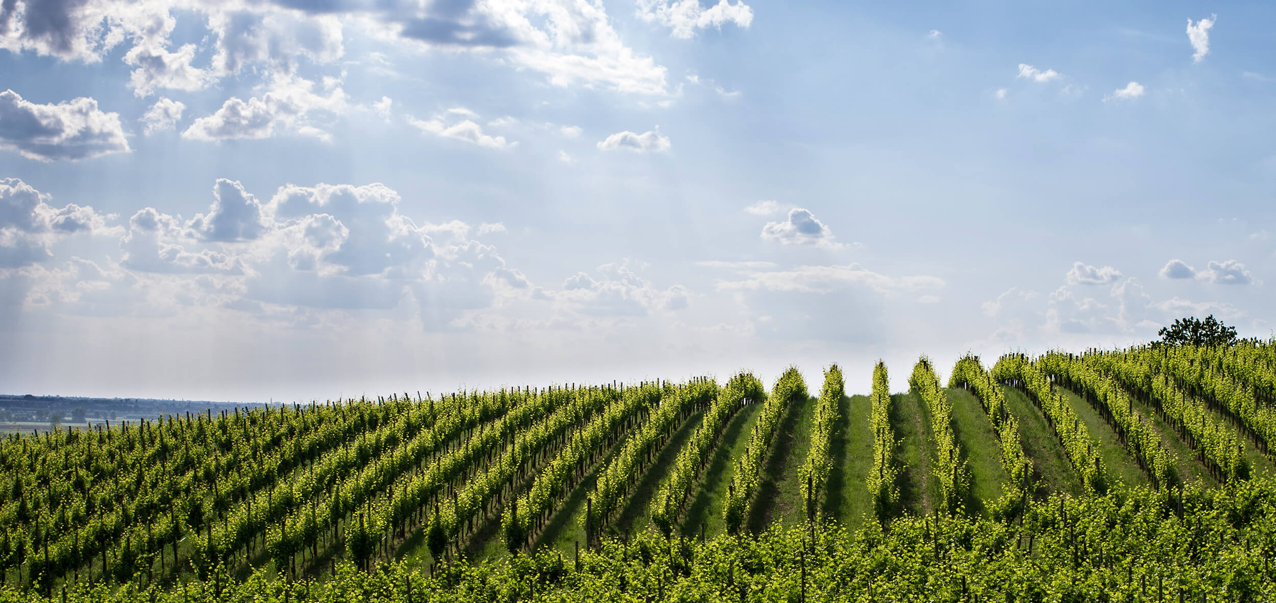 Green vineyards in Italy