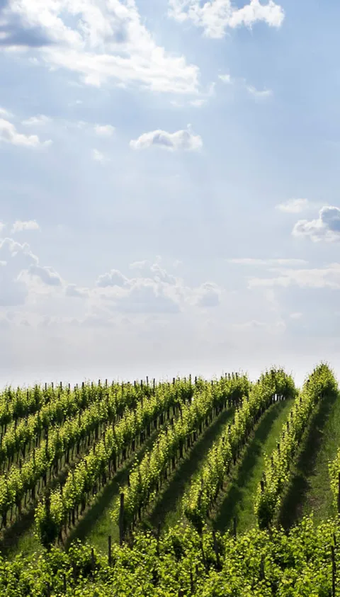 Green vineyards in Italy